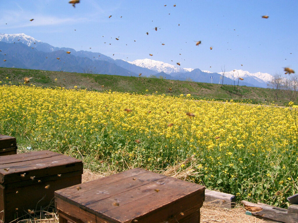 みつばちとの1年間 | 信州北アルプス 奥原みつばち園